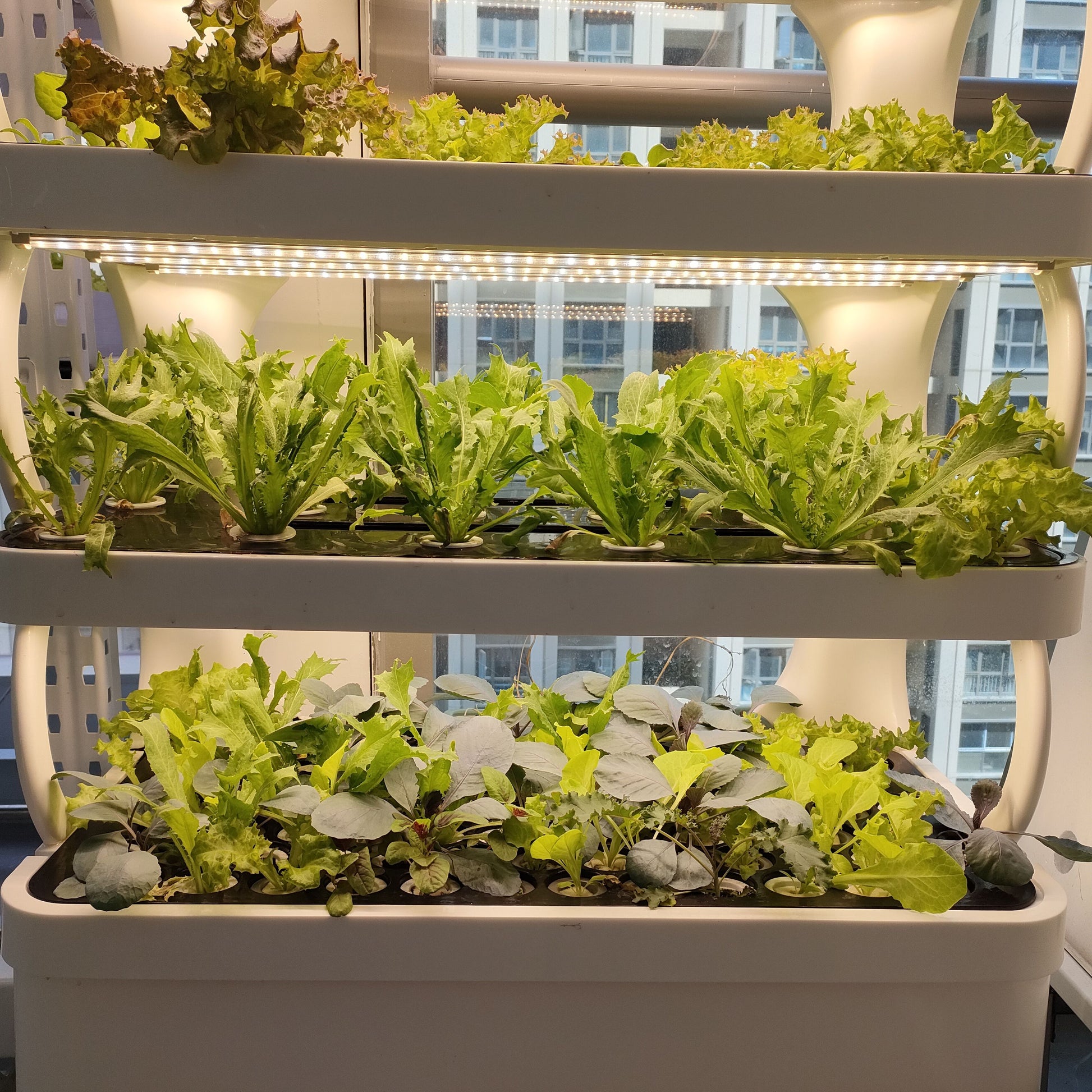 Indoor Fully Automatic Multi-Layer Hydroponic Vegetable Growing Cabinet-4